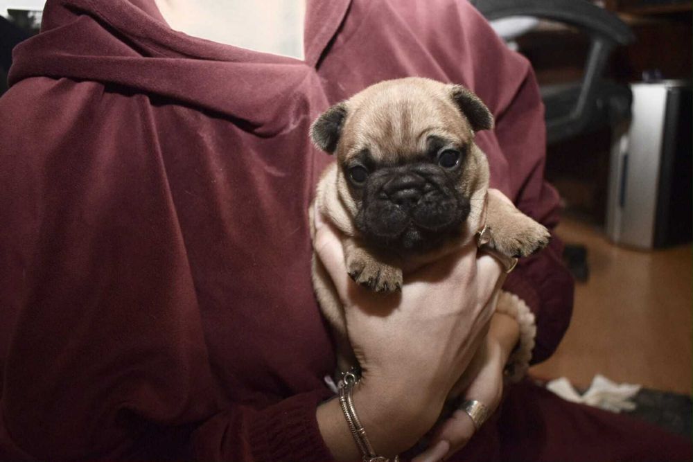 Buldog francuski Edzio