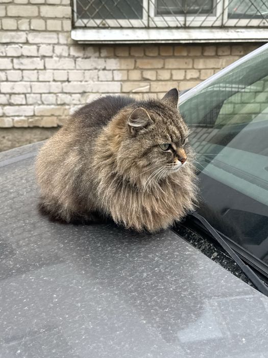 Лагідній красуні потрібен дім