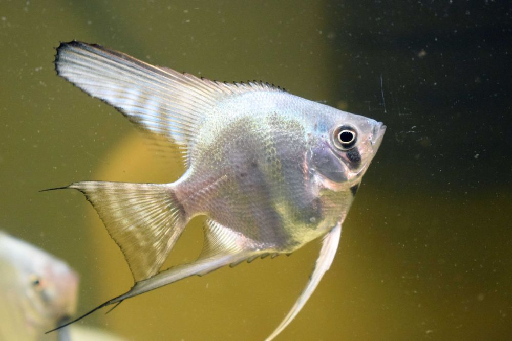 Продам скалярій Пітой (зебра)