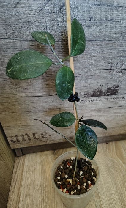 Hoya ovatifolia sadzonka