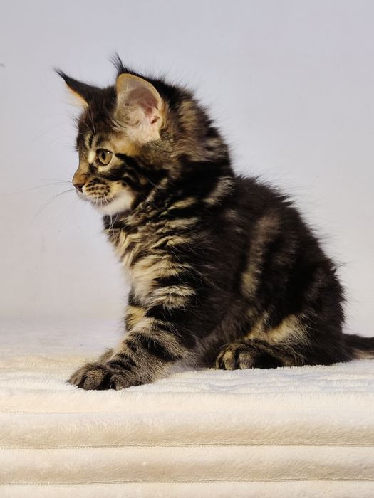 Кошенята Мейн-кун (дівчата)