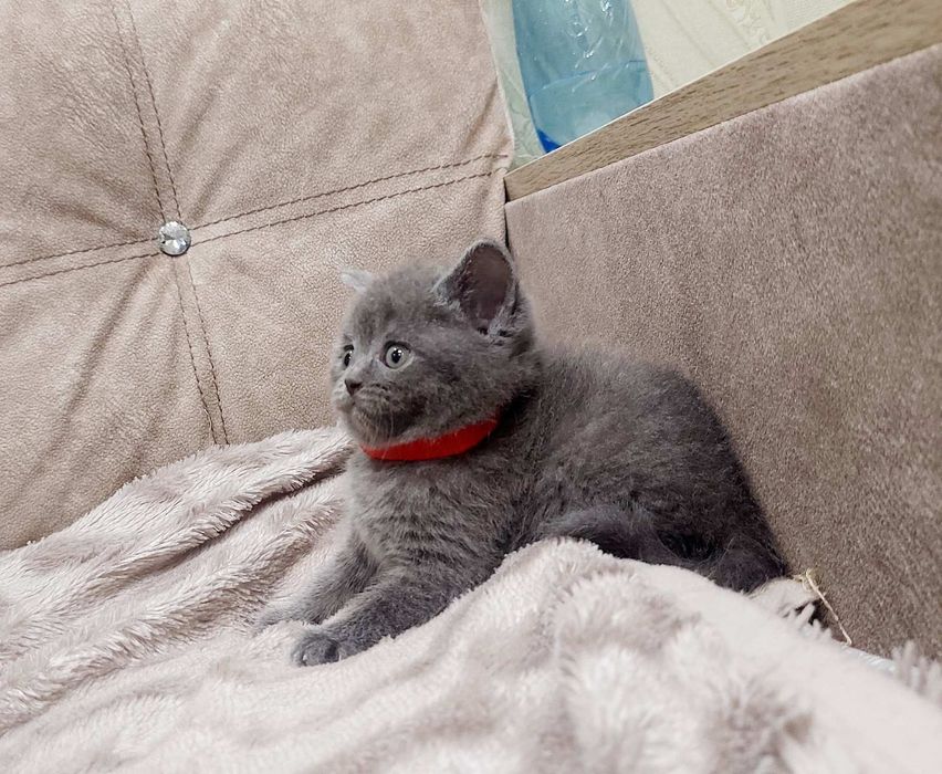 Британська голуба дівчинка