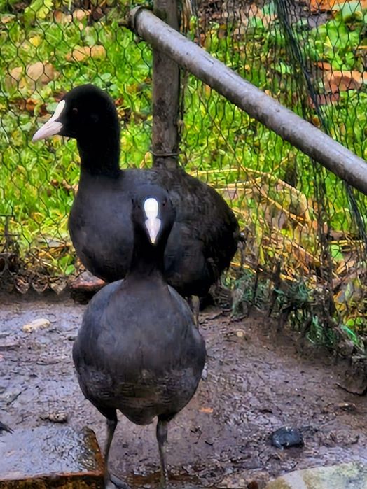 Kaczki ozdobne łyski sprzedam.