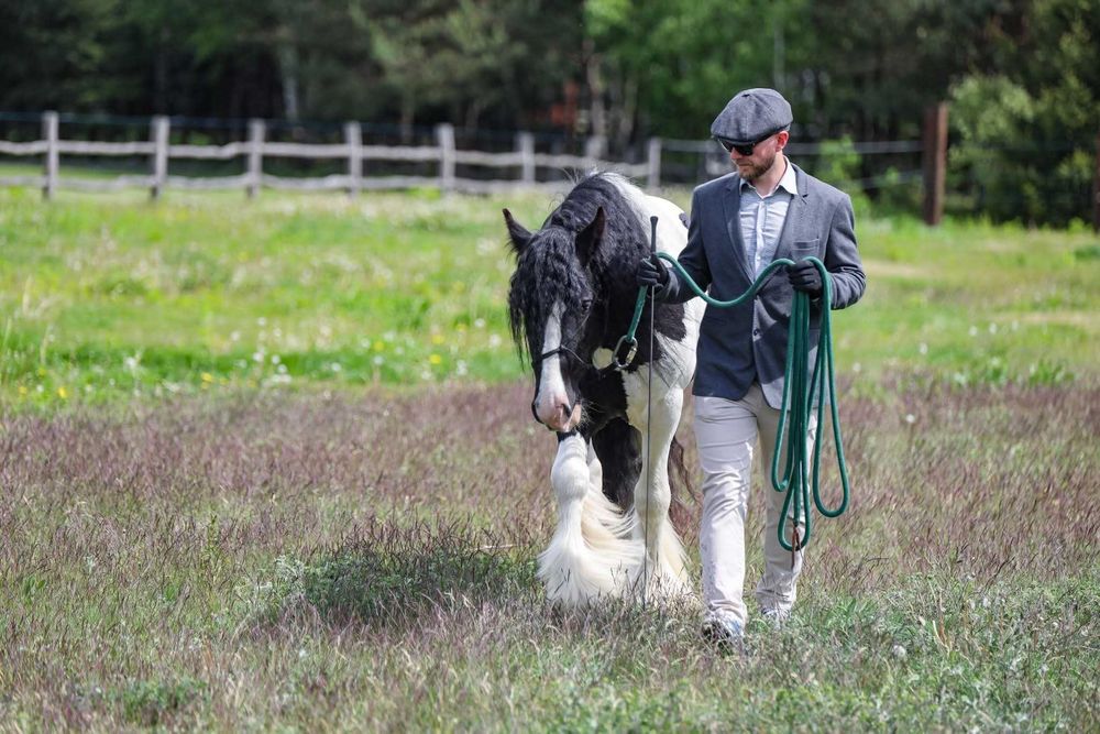Stanówka  Ogier Gypsy Cob/Tinker