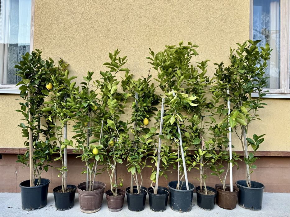 Лимонне сортове дерево Пондероза