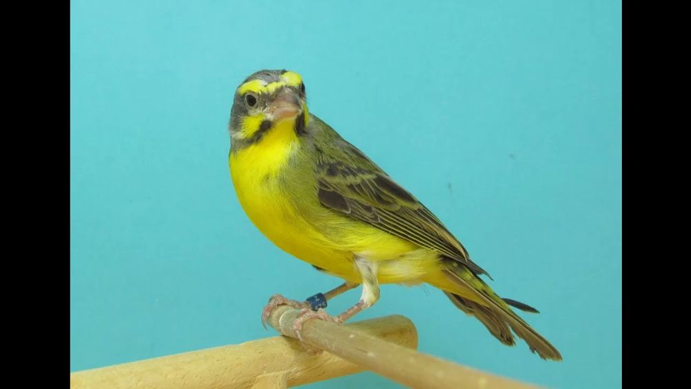 Canários Moçambique