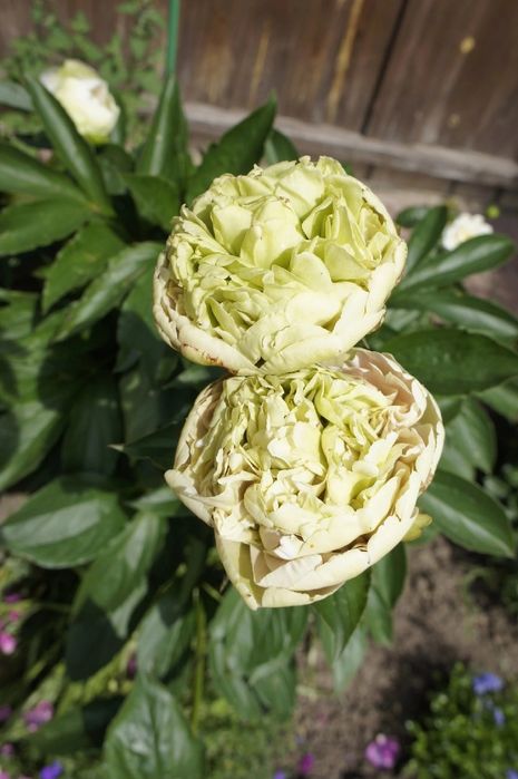 Пиони кустики деленки