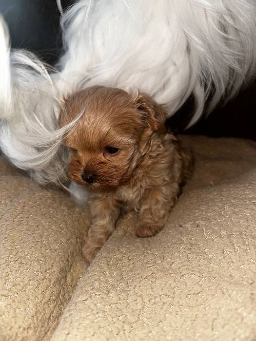 Маленький хлопчик мальтіпу тікап