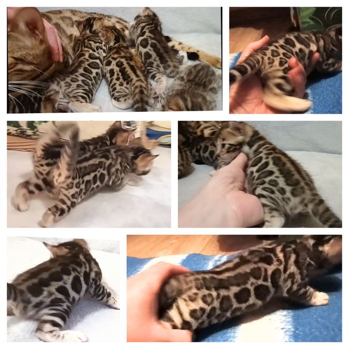 Бенгальские котята, бенгальські кошенята, бенгали