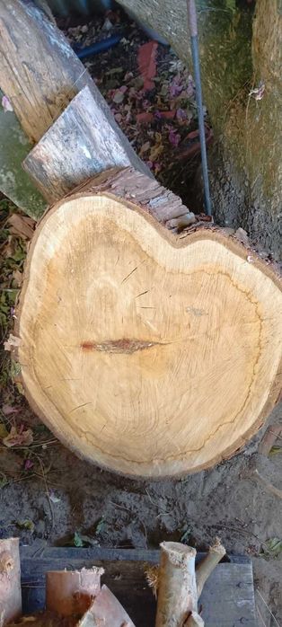 Vendo troncos de madeira de eucalipto para uma mesa de centro