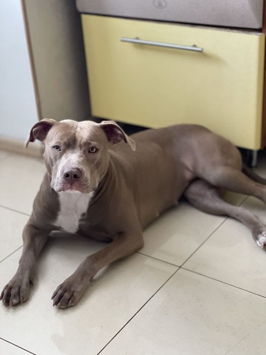 Американський підбуль дівчинка шукає пару