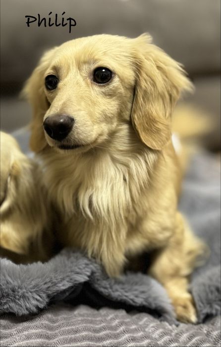 Jamnik Kremowy (English Cream) -  Rodzice Wolni od Chorób Genetycznych