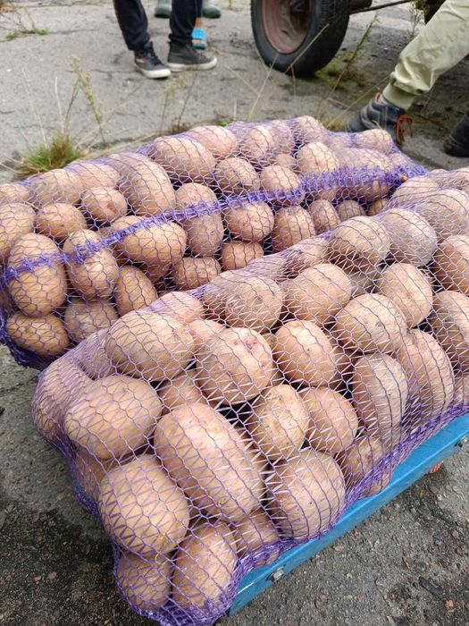 Картопля велика та насінна оптом доставка