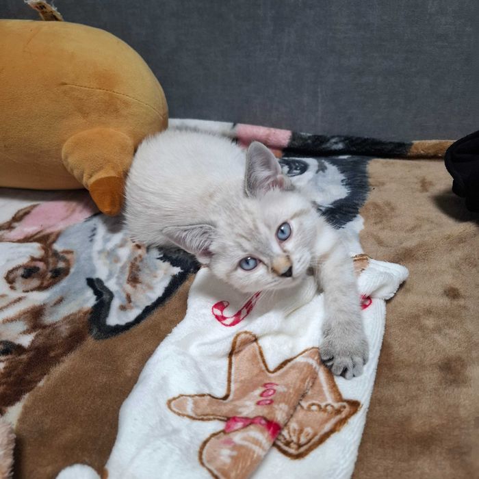 Продажа котиків (хлопчик та дівчинка)