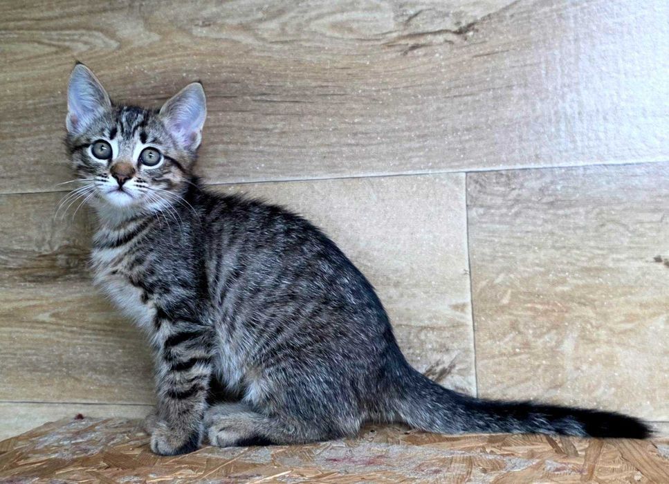 кошеня Рі-рі в добрі руки