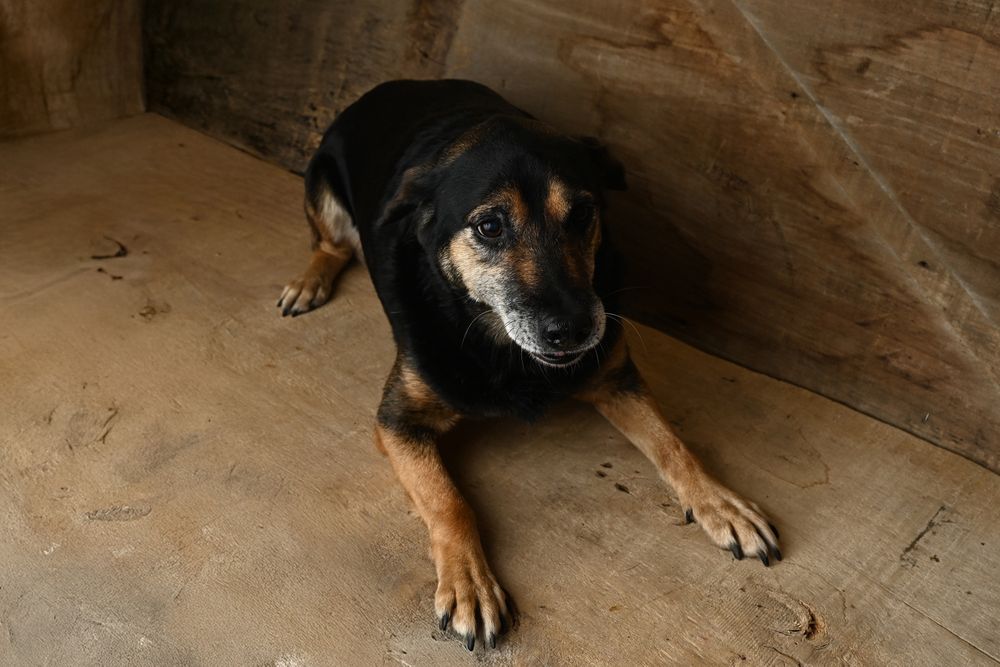 Borus szuka kochającego domu