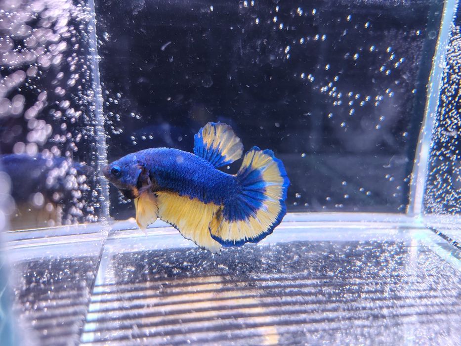 Bojownik/bojowniki/betta
