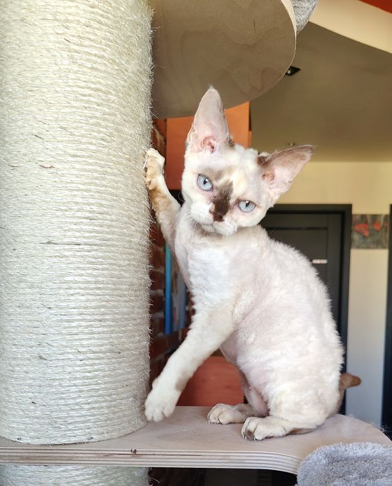 Devon rex dziewczynka
