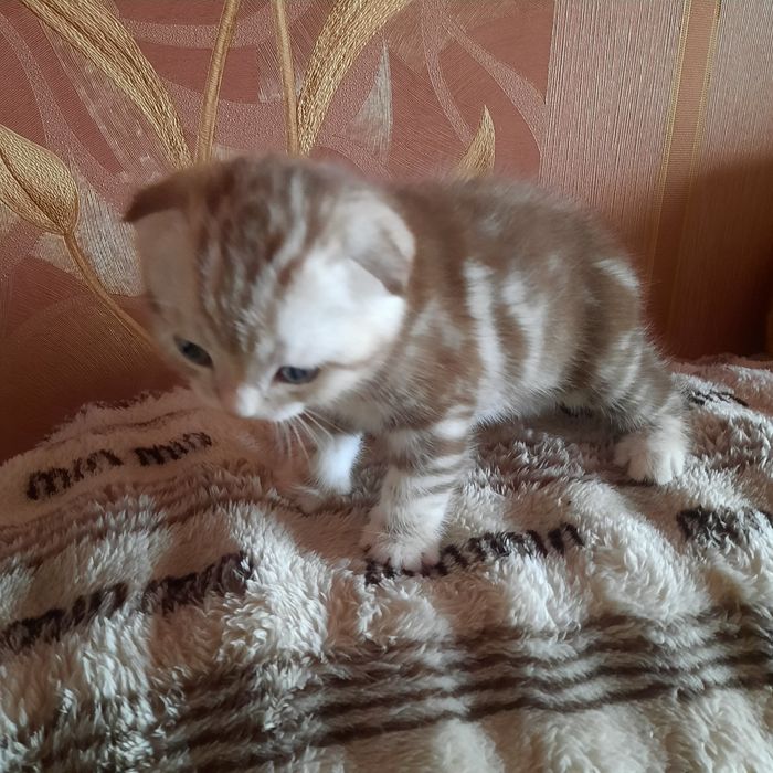 Шотландське вісловухе кошеня
