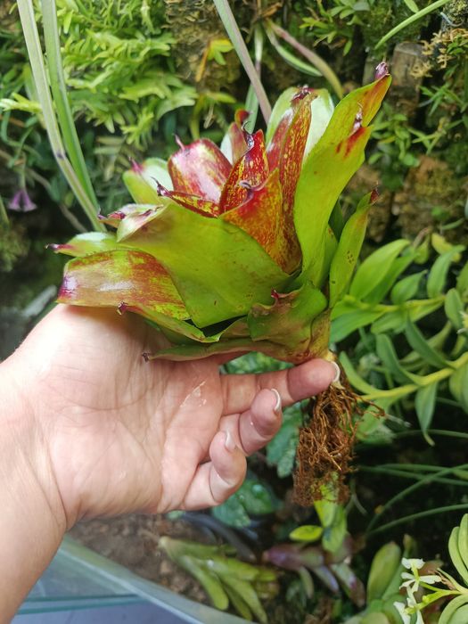 Неорегелія мініатюрна Neoregelia sp