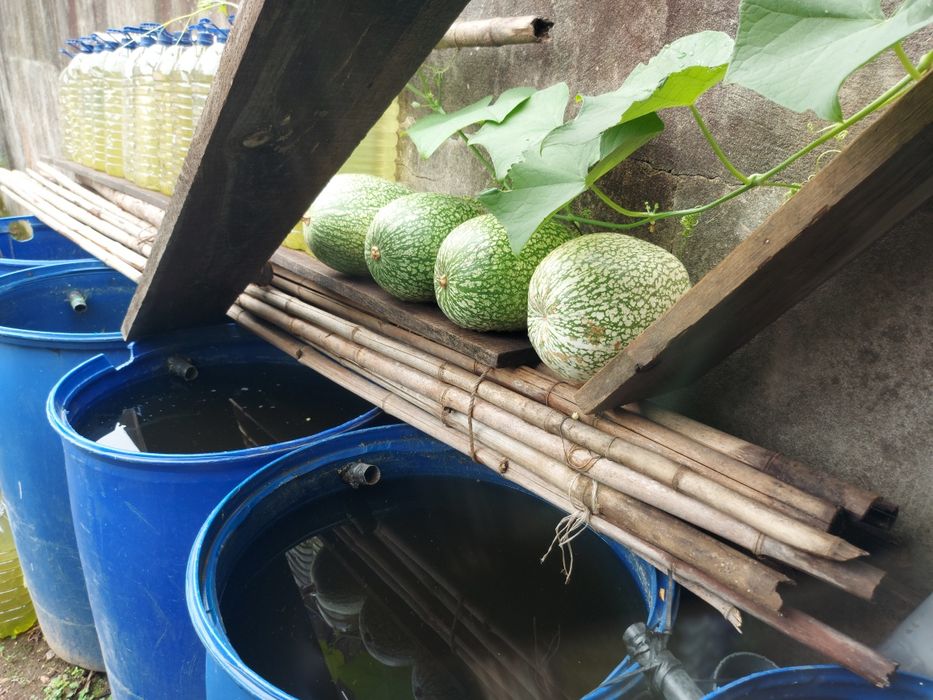 4 cabaças de chila para doces bolos compotas  as 4 por 10 euros