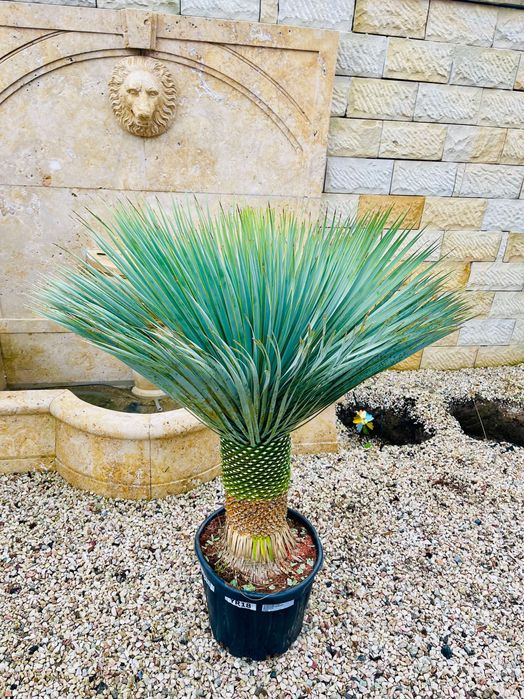 Yucca Rostrata 150cm MEGA GRUBA mrozoodporna -20