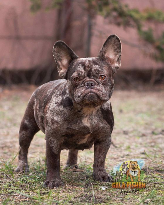 Дівчинка французького бульдога шукає найкращу родину