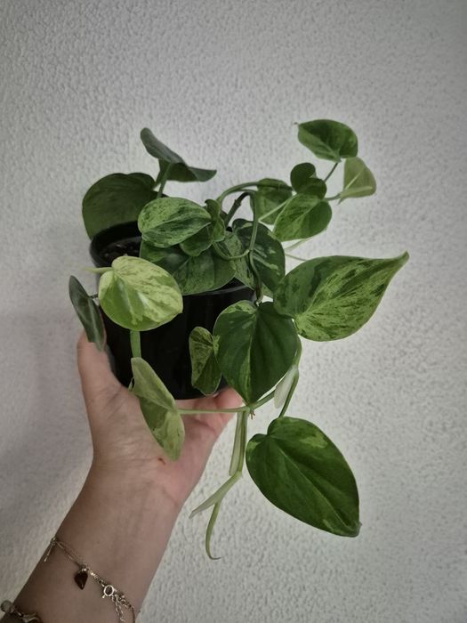 Philodendron Hederaceum Variegata