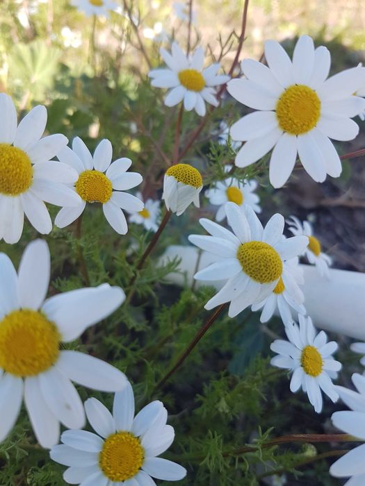 Margarida lote de 12 plantas em vaso