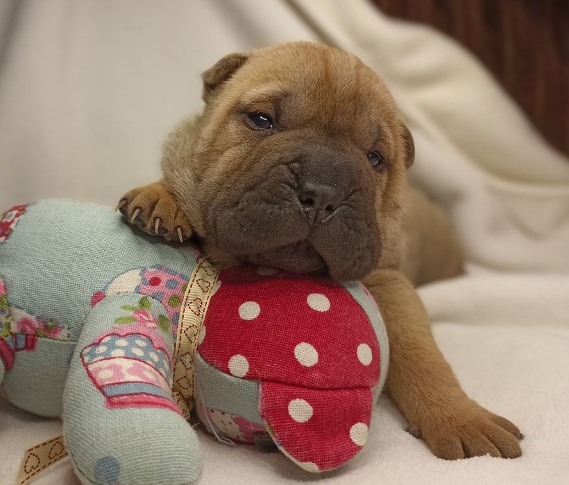 Щенки Шарпей, рыжий окрас