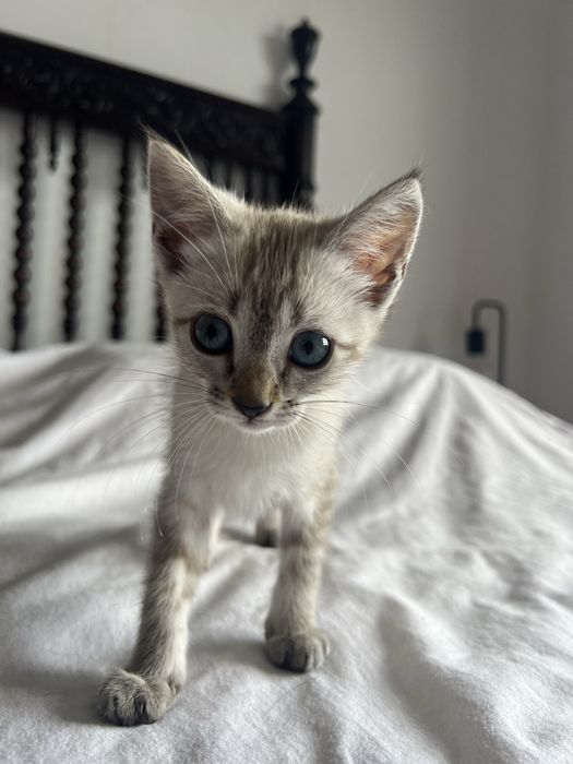 Duas gatinhas para adoção responsável