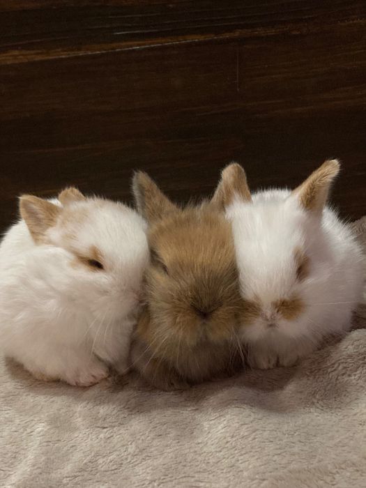 Білосніжні декоративні кроленята