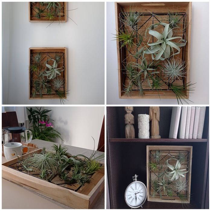 Stojak, taca, kwietnik, żywy obraz, holder, tillandsia, airplants.
