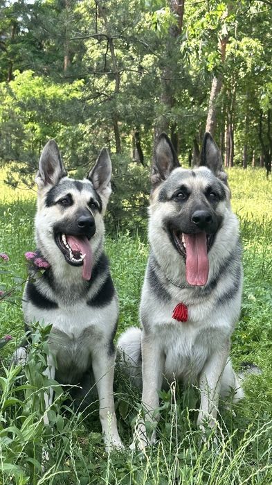Дресирування собак службових та інших порід