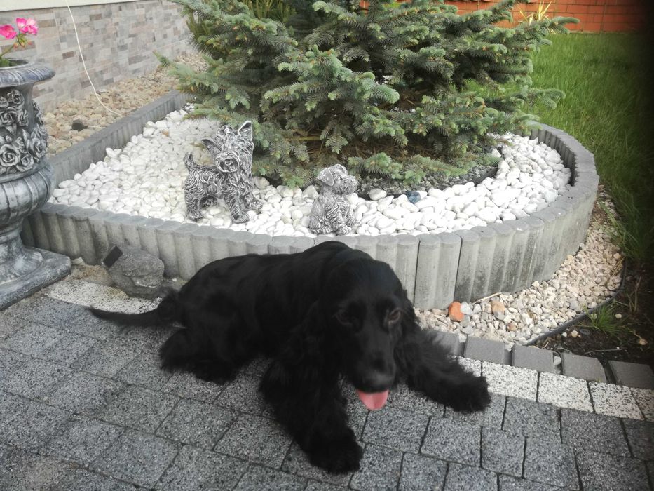 Suczka cocker spaniel angielski 5 lat do Adopcji za darmo