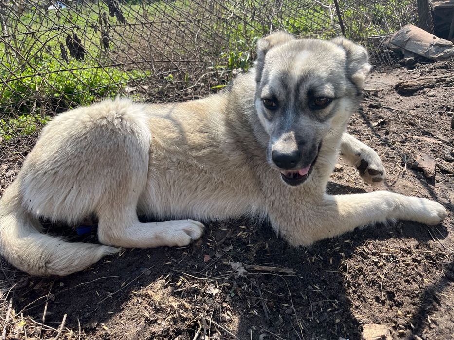 Собака шукає дім