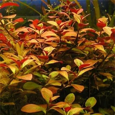 Rośliny akwariowe z przycinki zbiorników