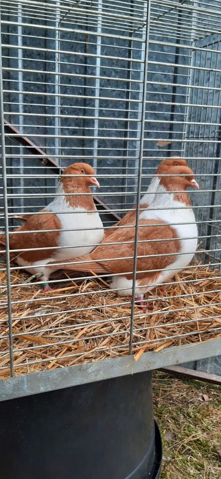 Strasser Strassery samice