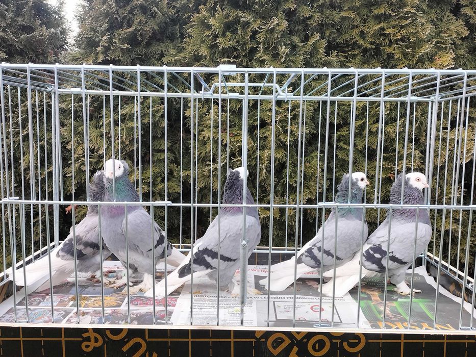 Białogłówka, Wajskopy śiwe Samce ,Samice