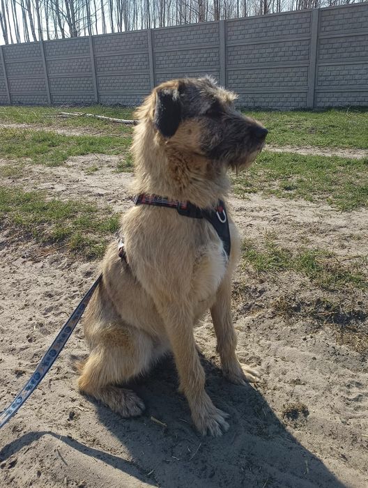 Roczna Dosia do adopcji