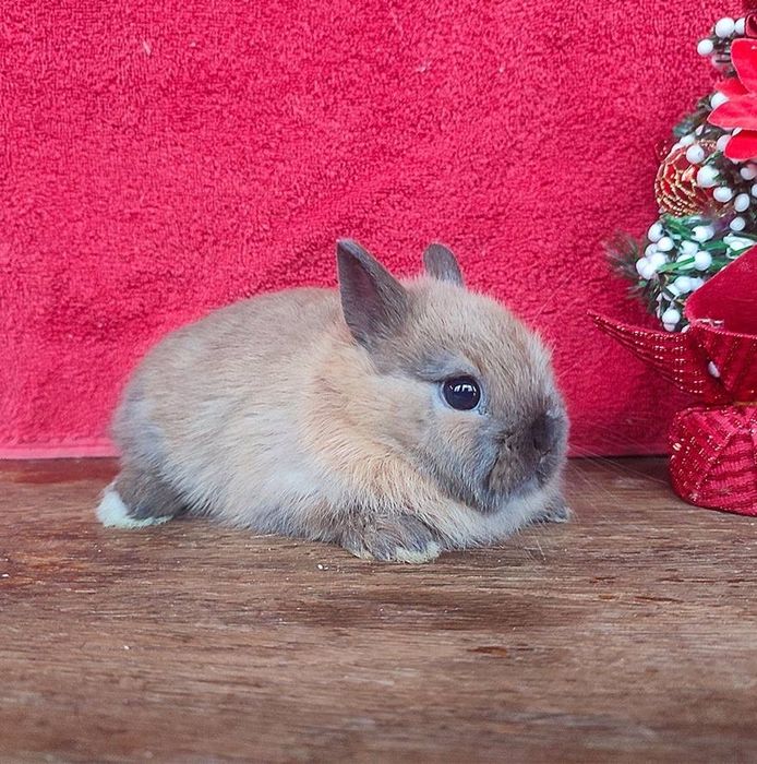 Невероятный окрас! Кролик! Нидерландский карлик песочный сатин