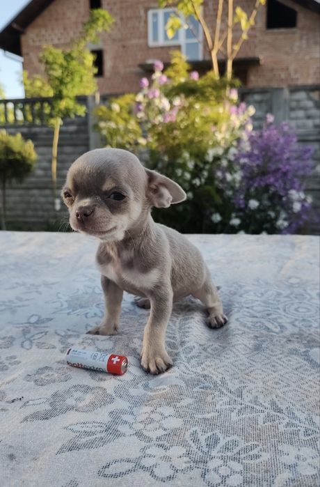 Sprzedam mini pieska rasy Chihuahua
