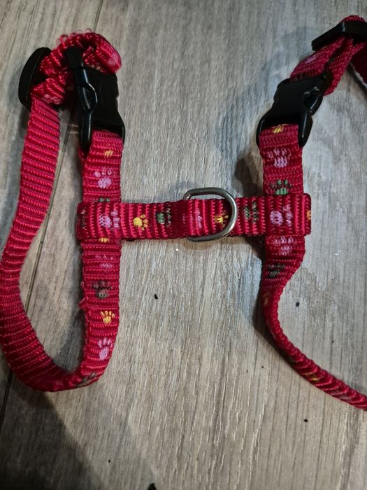 Czerwone małe szelki dla kota