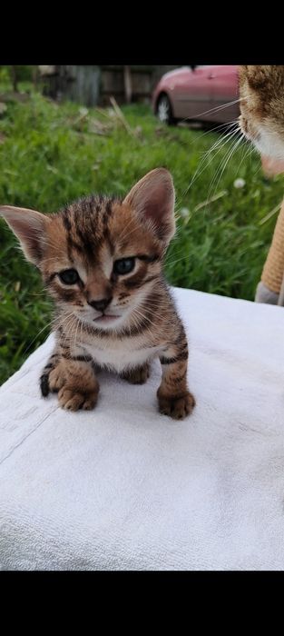 Кошеня руді та тигрові