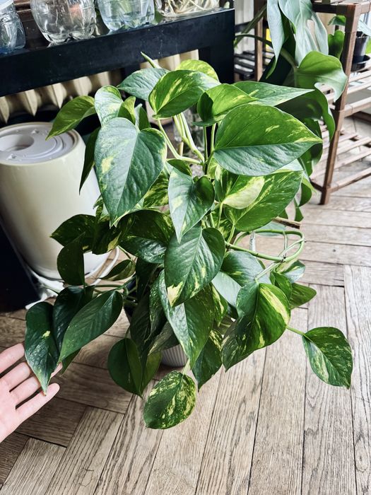 Epipremnum aureum