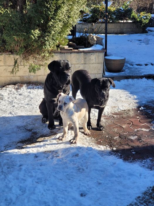 Цуценята Кане Корсо