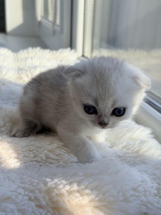 Шотландський висловухий хлопчик срібляста шиншила