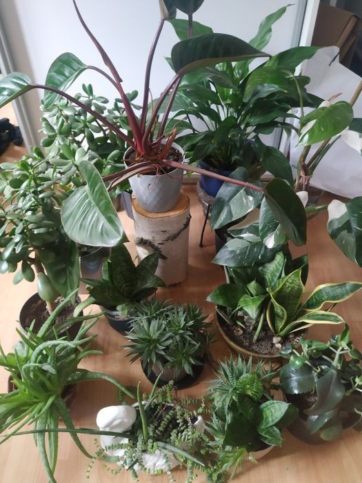 Kwiaty doniczkowe drzewka szczęścia