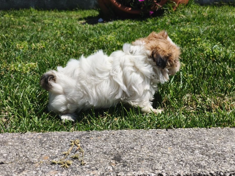 Shih-tzu linda fêmea