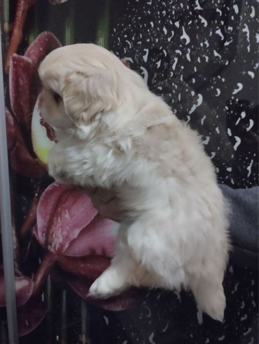 Продам цуценят Пекінесиків